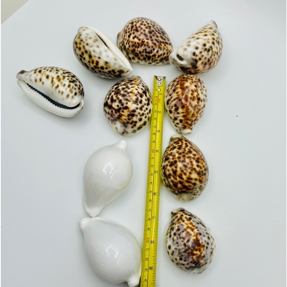 10 Cowrie Tiger & White Sea Shells approximately 2” to 3” or Turtle Shells - Picture 9 of 11